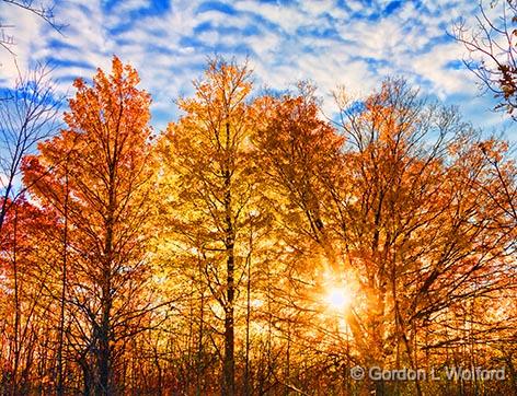 Backlit Autumn Trees_29819.jpg - Photographed near Lombardy, Ontario, Canada.